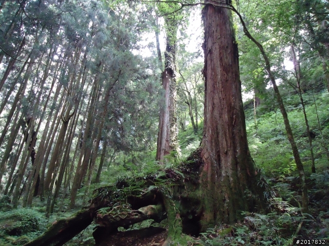 10/23-10/24阿里山之戀(龍銀山步道-祝山日出-對高岳步道)