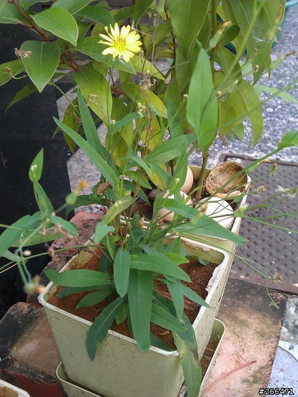 請問這棵小草名叫???