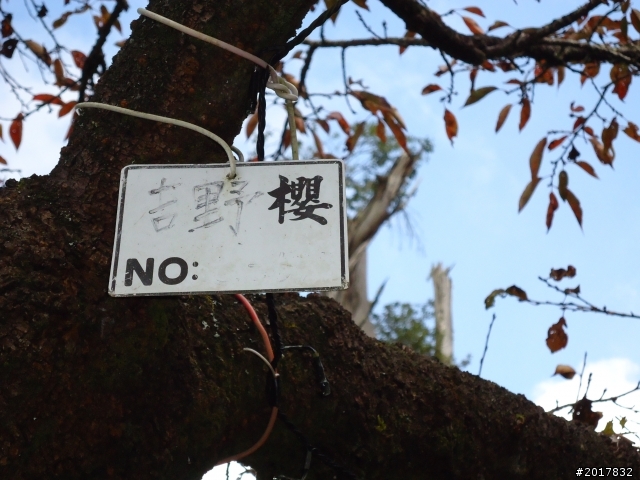 10/23-10/24阿里山之戀(龍銀山步道-祝山日出-對高岳步道)