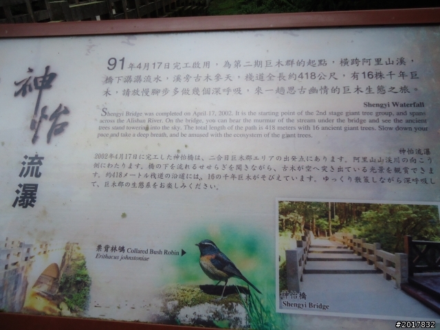 10/23-10/24阿里山之戀(龍銀山步道-祝山日出-對高岳步道)