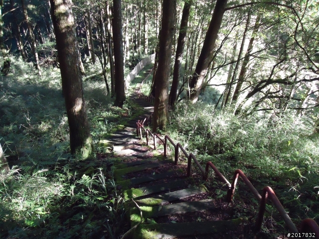 10/23-10/24阿里山之戀(龍銀山步道-祝山日出-對高岳步道)