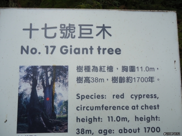 10/23-10/24阿里山之戀(龍銀山步道-祝山日出-對高岳步道)