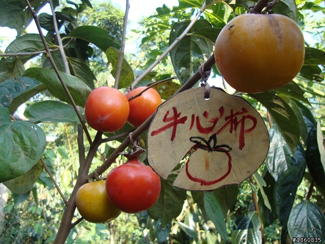 2011.10.29新埔柿子紅了~~曬成乾囉~~~