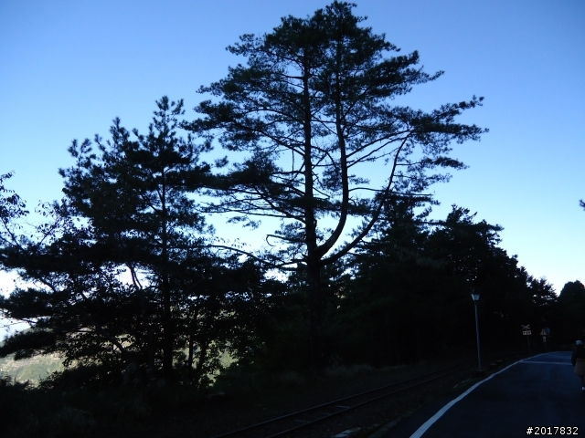 10/23-10/24阿里山之戀(龍銀山步道-祝山日出-對高岳步道)