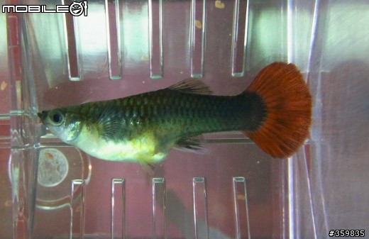 孔雀母魚怪怪的...肚子下方冒紅點??