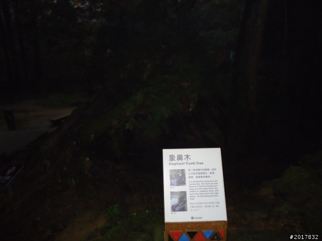 10/23-10/24阿里山之戀(龍銀山步道-祝山日出-對高岳步道)