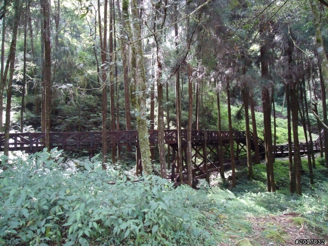 10/23-10/24阿里山之戀(龍銀山步道-祝山日出-對高岳步道)