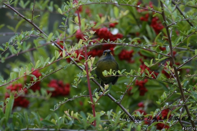 Canon 5d真的不適合打鳥嗎？分享400mm F5.6鏡頭砲衣自製及第一次打鳥