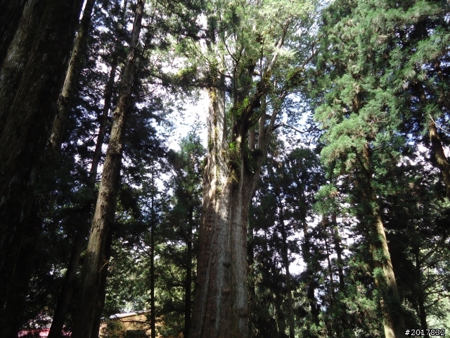 10/23-10/24阿里山之戀(龍銀山步道-祝山日出-對高岳步道)