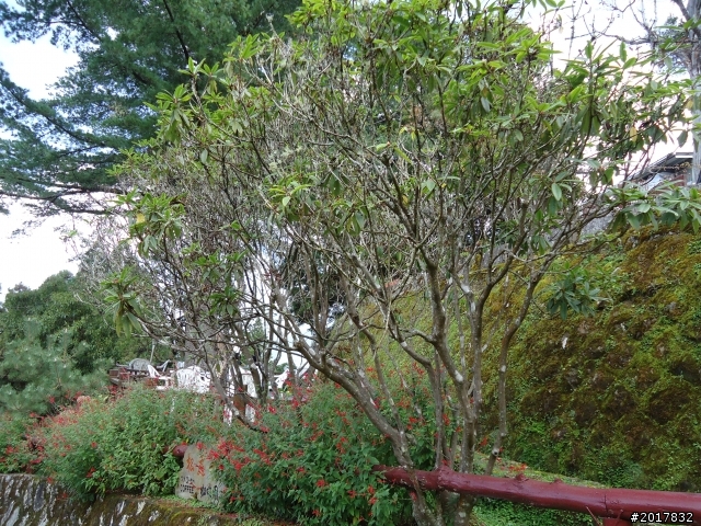 10/23-10/24阿里山之戀(龍銀山步道-祝山日出-對高岳步道)