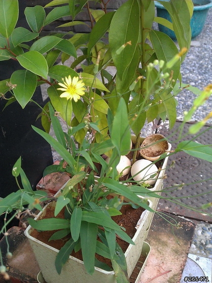 請問這棵小草名叫???