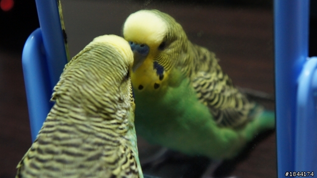 幫幫我找尋我家小虎皮ˊˋ (台中西屯區)