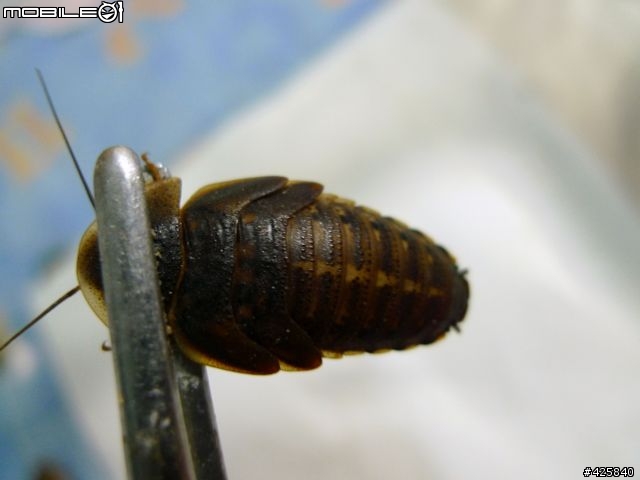 [不喜勿入] 這是小強! 請問這是什麼品種的小強