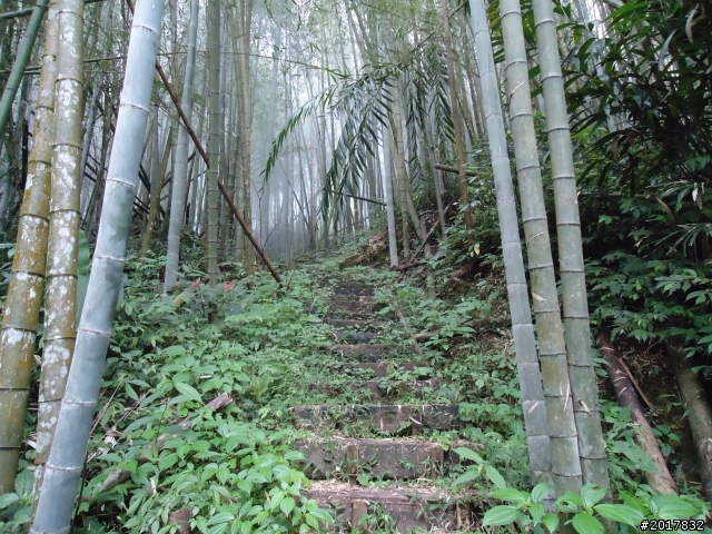 10/23-10/24阿里山之戀(龍銀山步道-祝山日出-對高岳步道)
