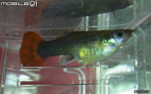 孔雀母魚怪怪的...肚子下方冒紅點??