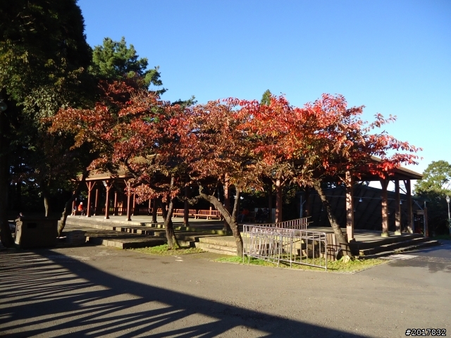 10/23-10/24阿里山之戀(龍銀山步道-祝山日出-對高岳步道)