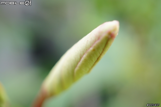 [開箱] NEX專用微距鏡30mm/F3.5 簡單開箱(已增加試拍)