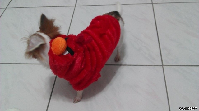 Angry Birds開箱～