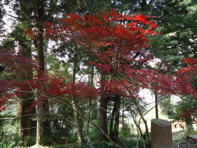 10/23-10/24阿里山之戀(龍銀山步道-祝山日出-對高岳步道)