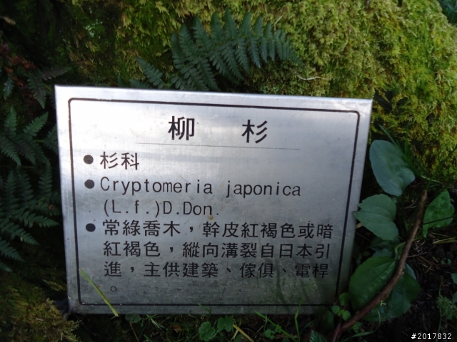 10/23-10/24阿里山之戀(龍銀山步道-祝山日出-對高岳步道)