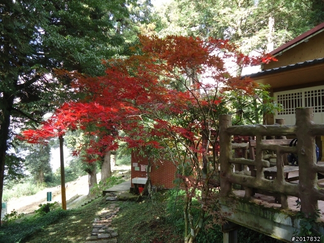 10/23-10/24阿里山之戀(龍銀山步道-祝山日出-對高岳步道)