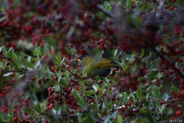 Canon 5d真的不適合打鳥嗎？分享400mm F5.6鏡頭砲衣自製及第一次打鳥