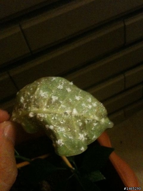 雞蛋花生病死亡了！麻煩大大空中抓藥吧！