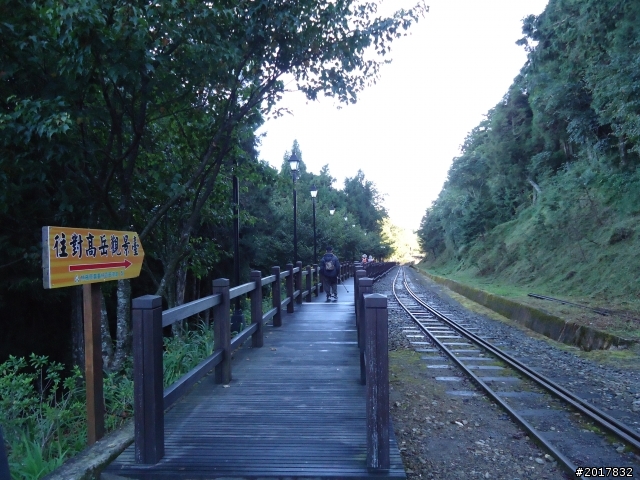 10/23-10/24阿里山之戀(龍銀山步道-祝山日出-對高岳步道)