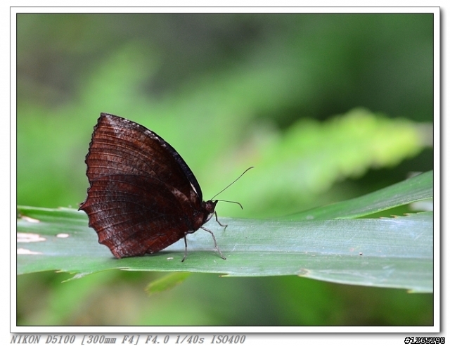 [生態‧分享] D5100+AFS300/4+701HDV+190XPRO
