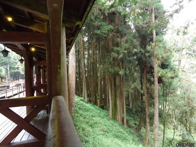 10/23-10/24阿里山之戀(龍銀山步道-祝山日出-對高岳步道)