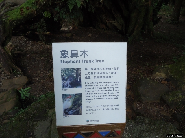 10/23-10/24阿里山之戀(龍銀山步道-祝山日出-對高岳步道)