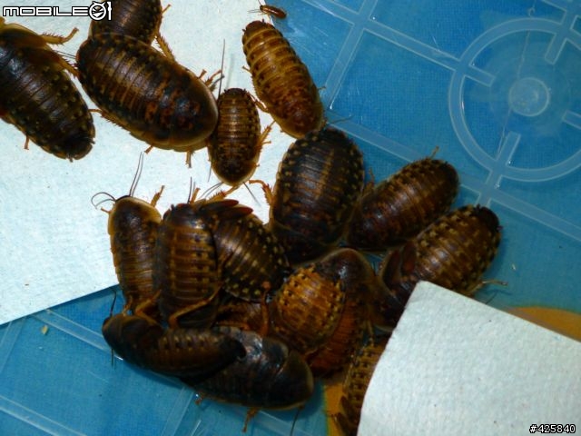 [不喜勿入] 這是小強! 請問這是什麼品種的小強