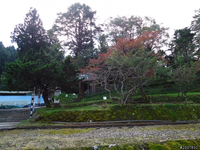 10/23-10/24阿里山之戀(龍銀山步道-祝山日出-對高岳步道)