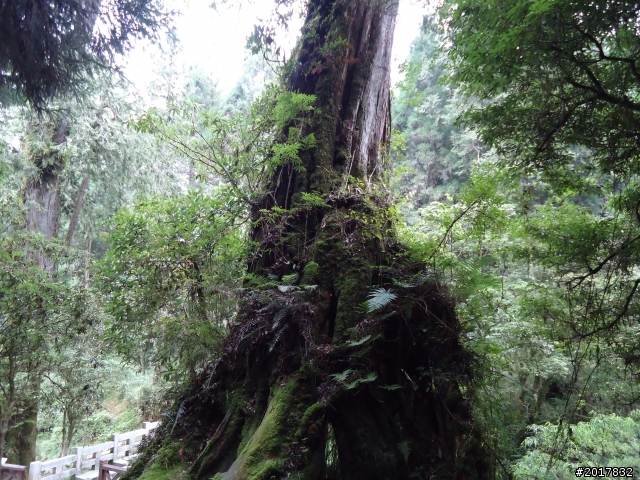10/23-10/24阿里山之戀(龍銀山步道-祝山日出-對高岳步道)