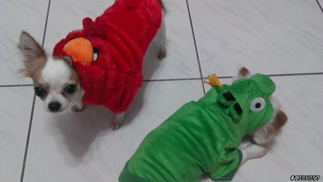 Angry Birds開箱～