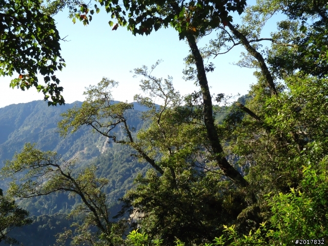 10/23-10/24阿里山之戀(龍銀山步道-祝山日出-對高岳步道)
