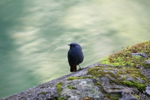 Canon 5d真的不適合打鳥嗎？分享400mm F5.6鏡頭砲衣自製及第一次打鳥
