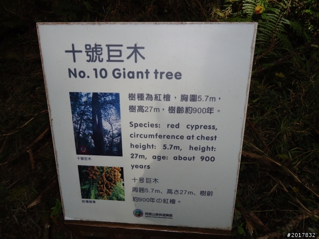 10/23-10/24阿里山之戀(龍銀山步道-祝山日出-對高岳步道)