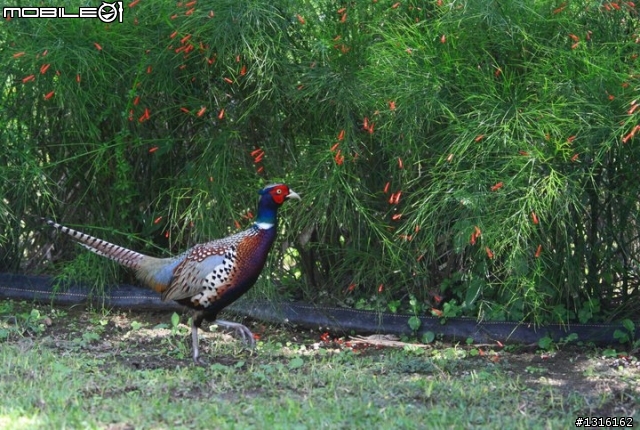 這是什麼鳥啊?