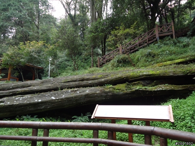 10/23-10/24阿里山之戀(龍銀山步道-祝山日出-對高岳步道)