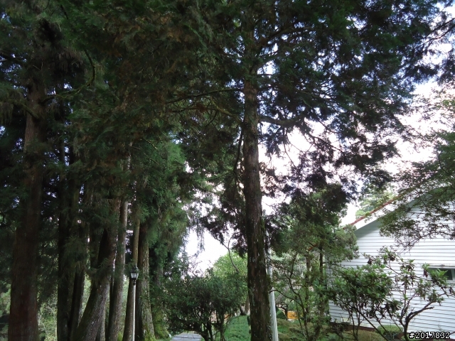 10/23-10/24阿里山之戀(龍銀山步道-祝山日出-對高岳步道)