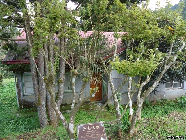10/23-10/24阿里山之戀(龍銀山步道-祝山日出-對高岳步道)