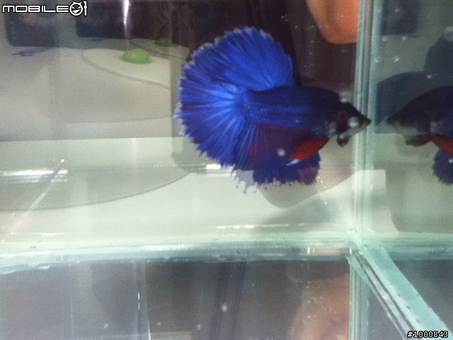 新住戶蝶翼藍半月 ---