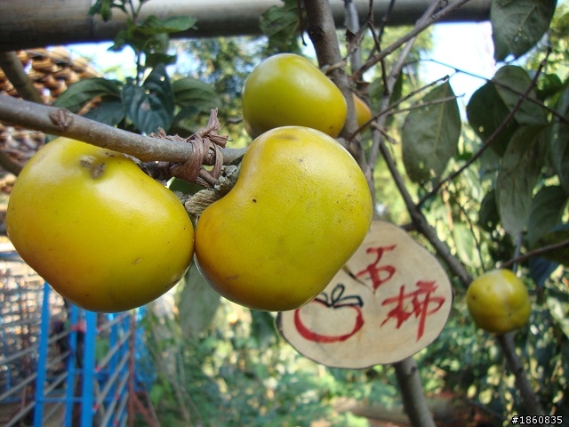 2011.10.29新埔柿子紅了~~曬成乾囉~~~