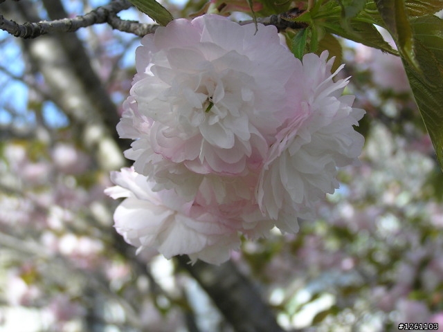 花笠。松前花笠
