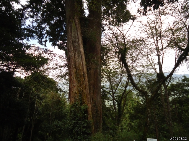 10/23-10/24阿里山之戀(龍銀山步道-祝山日出-對高岳步道)