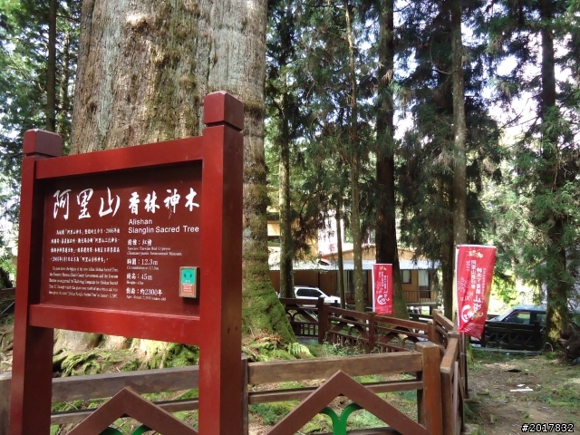 10/23-10/24阿里山之戀(龍銀山步道-祝山日出-對高岳步道)