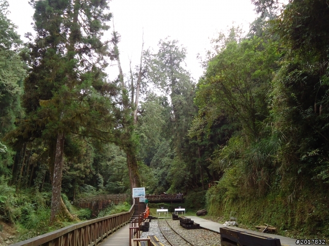 10/23-10/24阿里山之戀(龍銀山步道-祝山日出-對高岳步道)