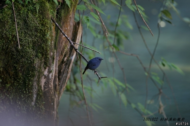 Canon 5d真的不適合打鳥嗎？分享400mm F5.6鏡頭砲衣自製及第一次打鳥