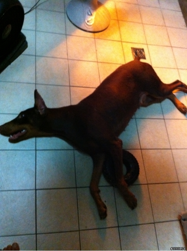 小Nora~現在已經是個大女孩拉~~(圖多)